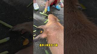 capybara 卡皮巴拉 一隻水豚有多重 #水豚 #水豚君 #卡皮巴拉 #呆萌 #cute #可愛い #萌寵 #療癒 #short