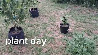 planting cannabis for summer. ledo's heirlooms connoisseur genetics hyp3rids