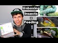 Unboxing 300 Insects + Feeding Them Off