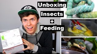 Unboxing 300 Insects + Feeding Them Off