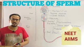 STRUCTURE OF HUMAN SPERM / STRUCTURE OF SPERMATOZOA