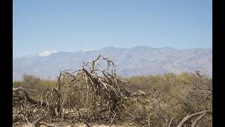 The Forest at the Bottom of Death Valley
