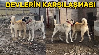 Bunlar Zor Alirşir Beraz Ve Ateş Karşilaştirmasi Ateş İlk Firsatta Berazi İndi̇rmeni̇n Peşi̇nde