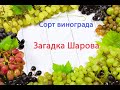 Сорт винограда Загадка Шарова