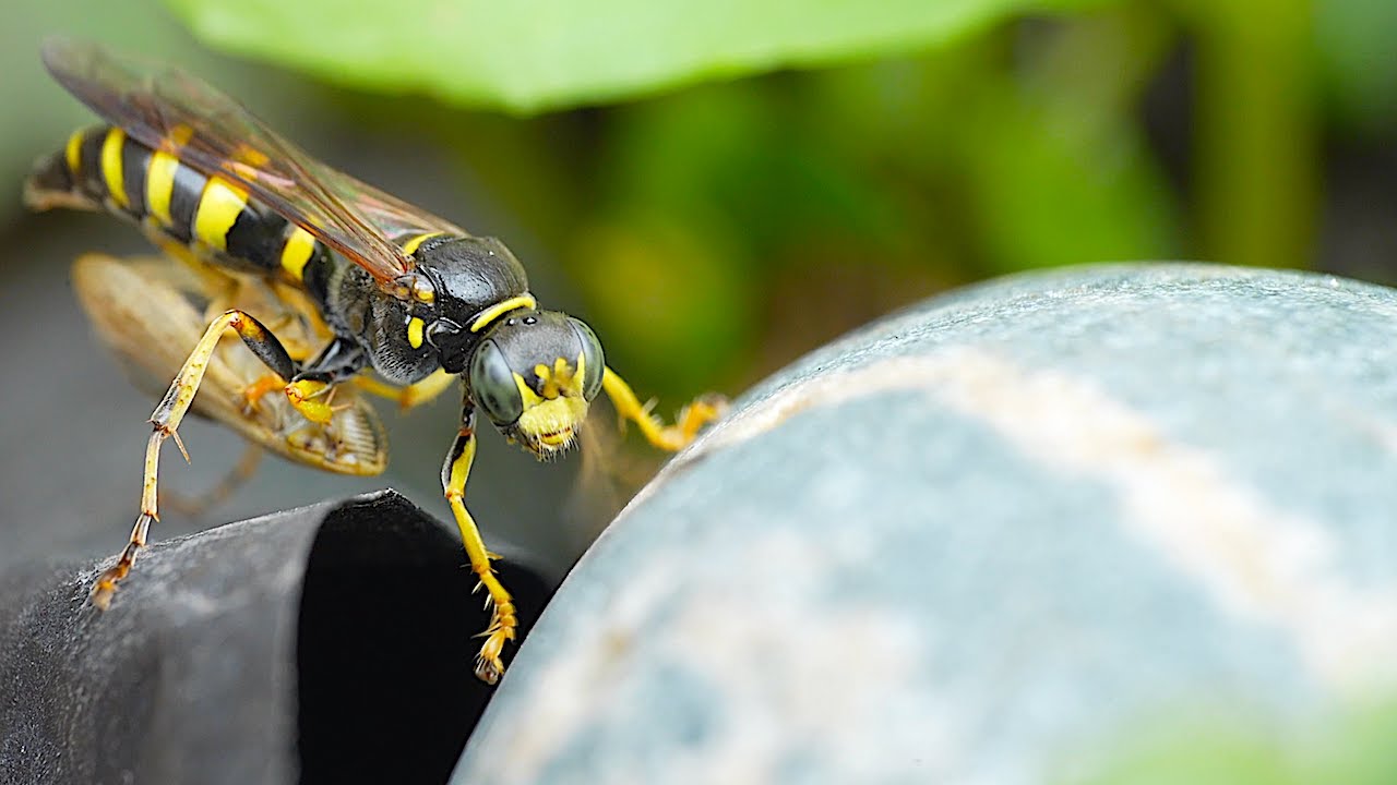 working-wasps-carrying-leafhopper-sony-90mm-macro-shots-youtube