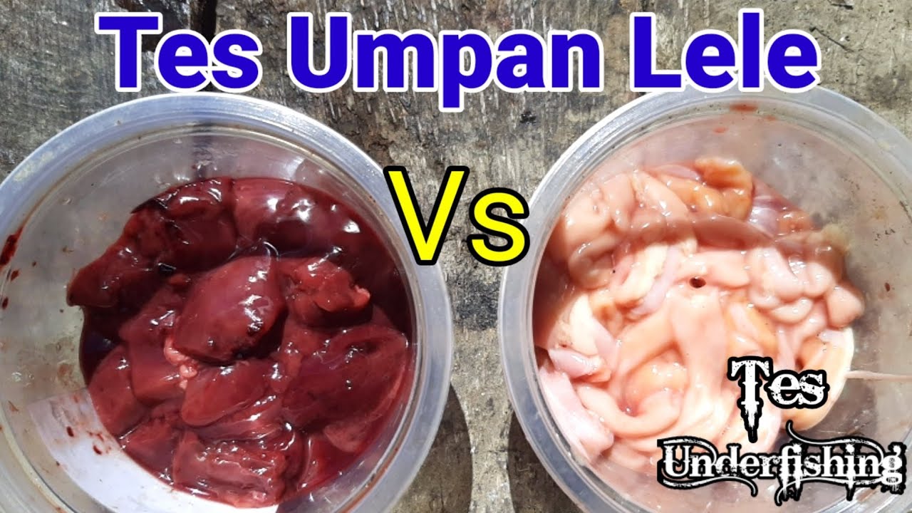 Tes Umpan Lele Ati Vs Usus Ayam Bagus Mana | Underfishing