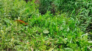 خطوات زراعة الفول البلدى الجرجير الكزبرة من تجهيز طربيزة ووضع البزرة مرور بمراحل النمو