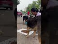 They only need love ❤️🥹#shorts #dog #youtubeshorts #doglover