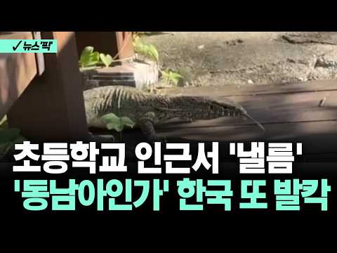[뉴스'픽'] 초등학교 인근서 '<strong>낼름</strong>' '동남아인가' 한국 또 발칵