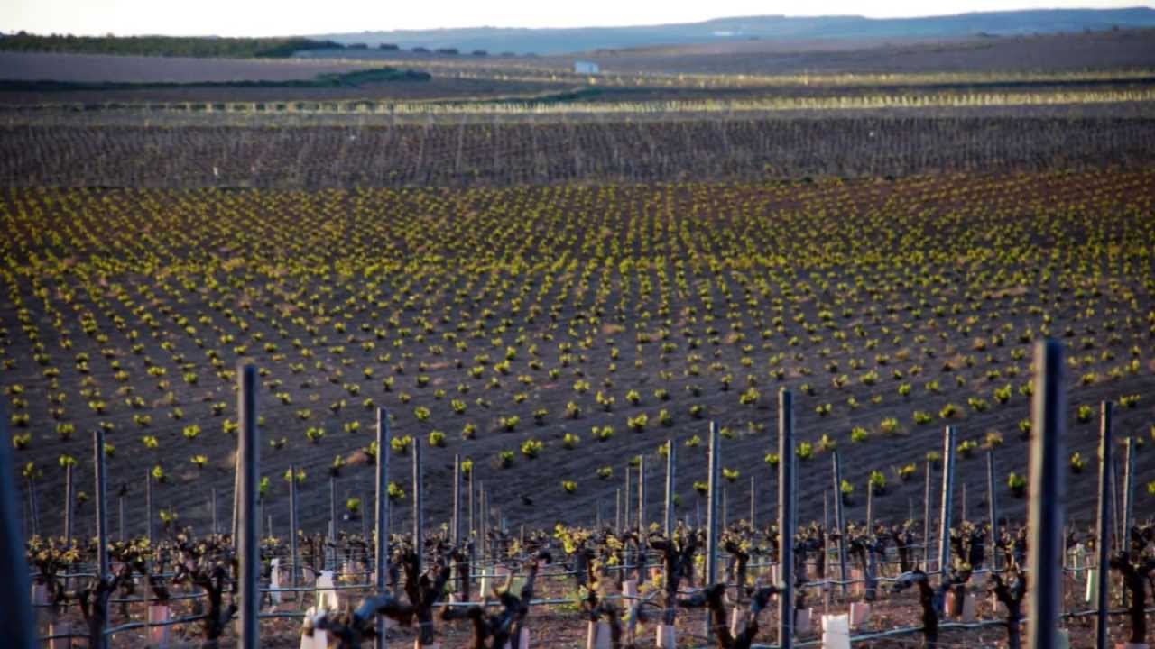 VENTA DE FINCA AGRÍCOLA - ALBACETE