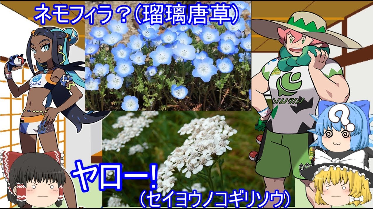 ポケモン剣盾 キャラの名前の植物を紹介 登場人物の名前の由来 Youtube