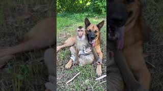 IMG 1429 #welcometothedollarshow #cute #10dollarshow #funnypictures #animals