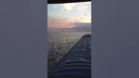 Attack of the birds