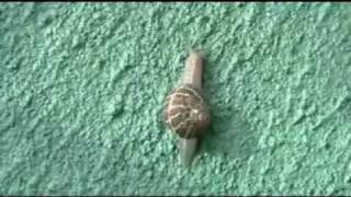 Epic Snail