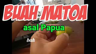 BUAH MATOA - PAPUA
