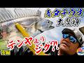 大魔神2026春【タチウオ後編】テンヤ&ルアーで挑む【金沢八景・太田屋】