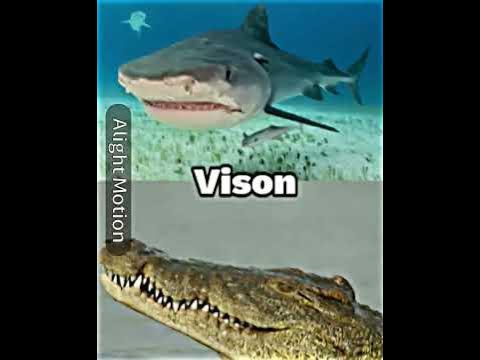 Tiger Shark vs Nile Croccodile - YouTube