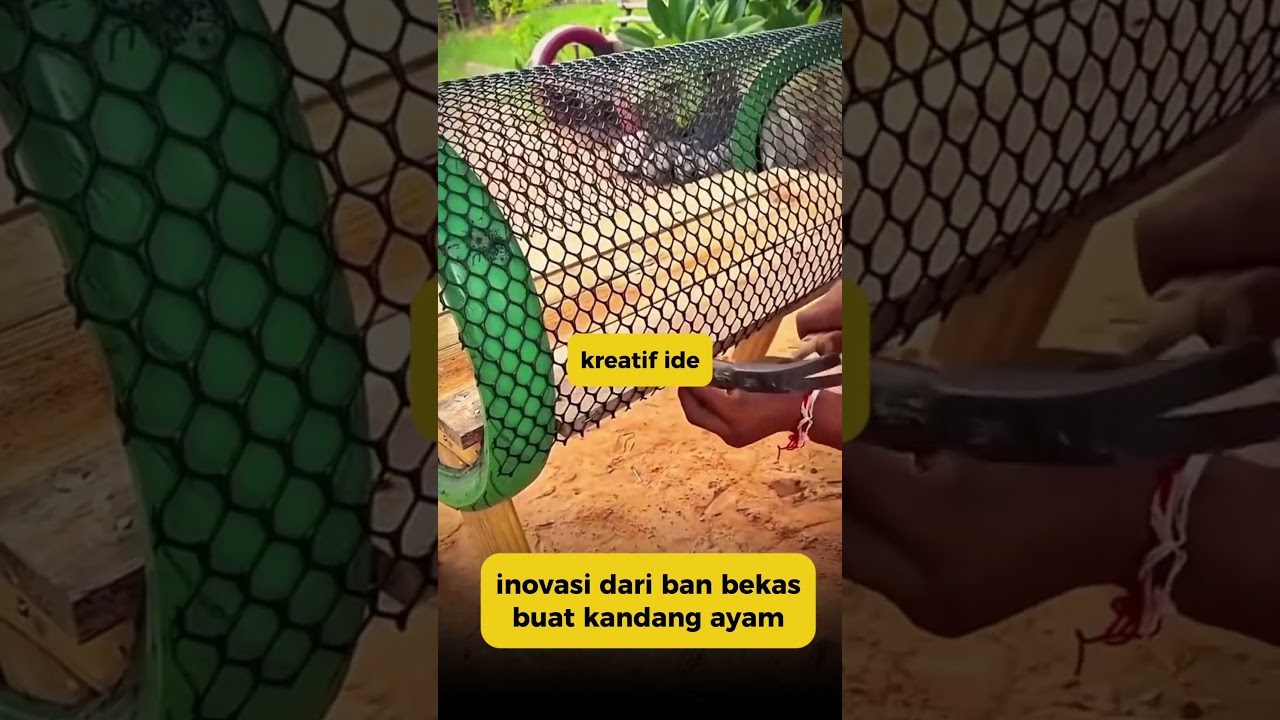 kreatif ide bikin kadang ayam