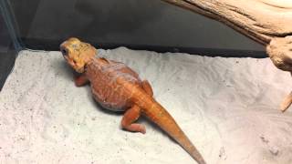 Silkback Bearded Dragon