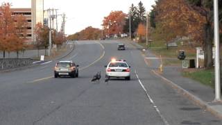 Wild turkeys receive Worcester Police escort