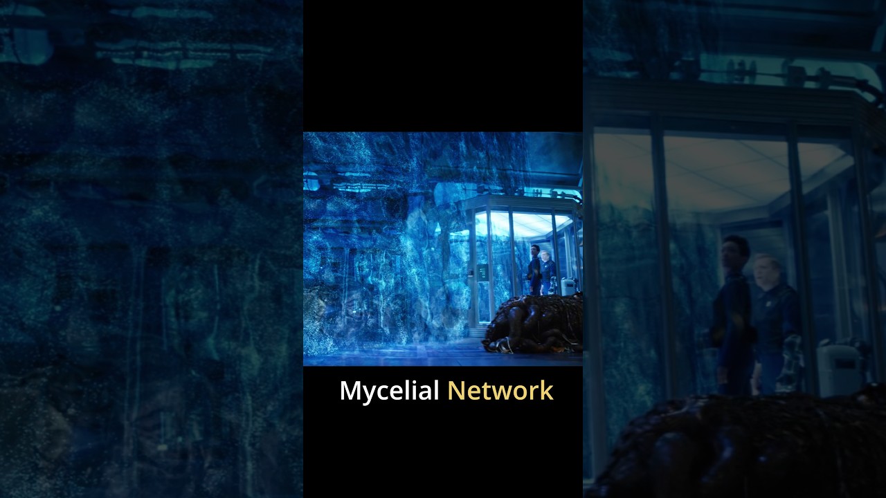 The Mycelial Network in Star Trek EXPLAINED! 