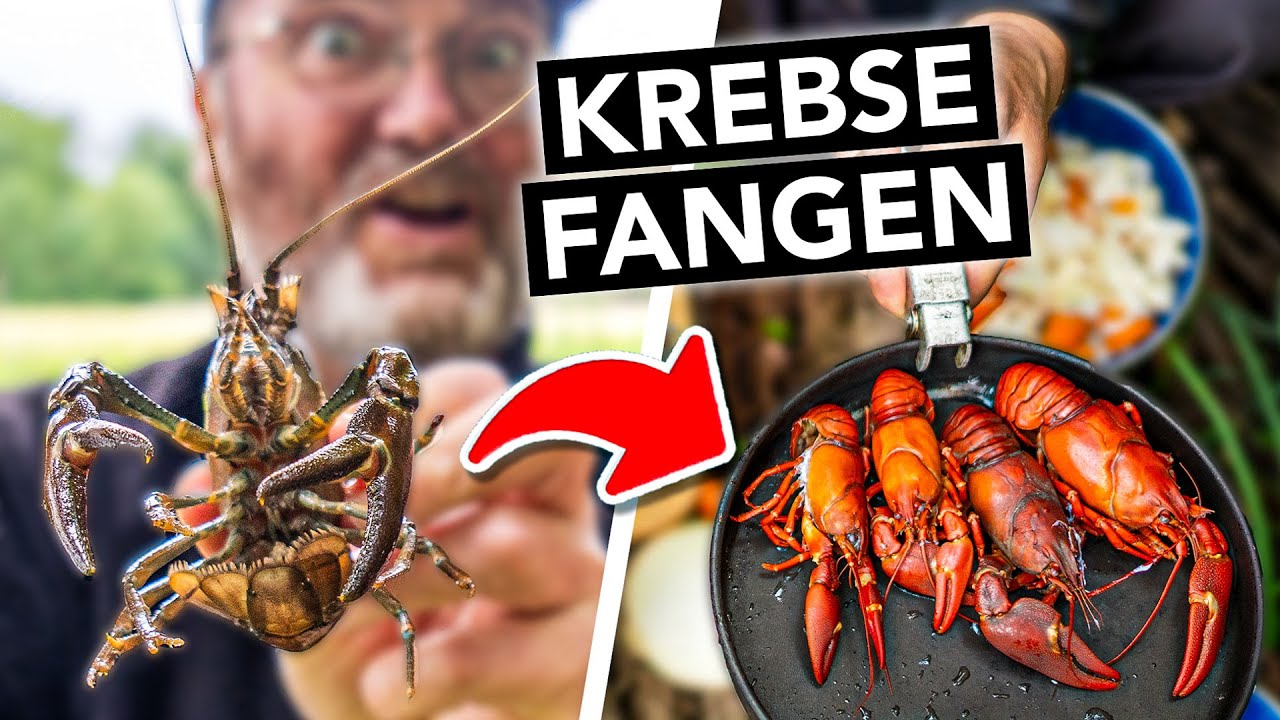Invasive Krebse fangen, töten & köstlich zubereiten 🎣 Achtung, nur diese Art!