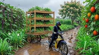 Harvest A Truckload Of Bananas And Green Dandelion Greens To Sell At Market | Cook Daily, Farm Life