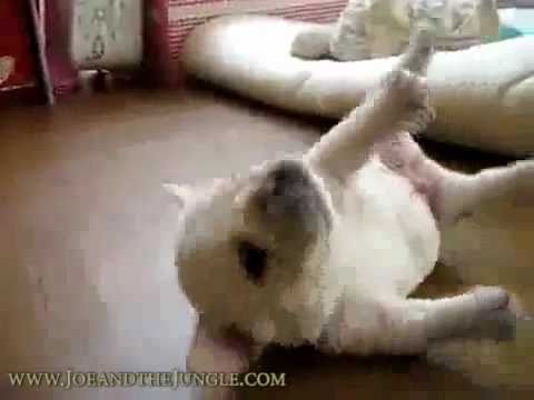 Cute Puppy Kitten Music Video,The internet's cutest animals sing and dance to Joe and the Jungle