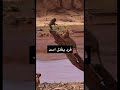 قرد يقتل اسد 