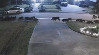 Dozens of wild hogs caught on video taking over Sienna neighborhood