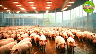 🐖🐷Amazing World's Biggest Single-Building Pig Farm 2024, Modern High-Tech Pig Farming 2024