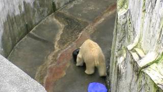 ホッキョクグマ 熱中時代(円山動物園)