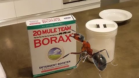 How much Borax should you use in your ant bait formula?