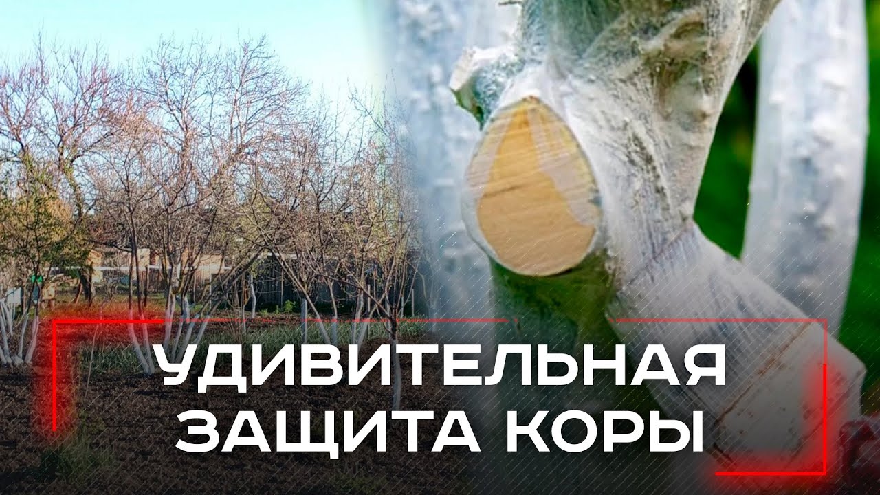 Подготовка сада к побелке осенью