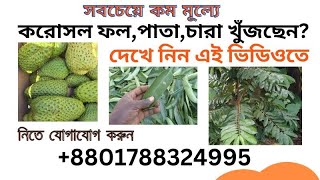 করোসল ফল কোথায় পাওয়া যায় ? করোসল পাতা. করোসল ফল | corssol fol kothay pabo?