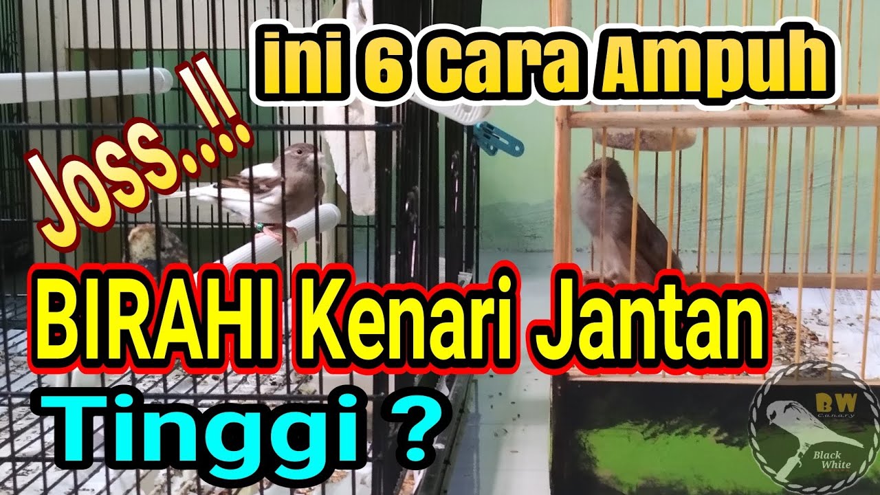 Cara MENAIKKAN BIRAHI Kenari Jantan agar SIAP KAWIN, Hanya dengan 6