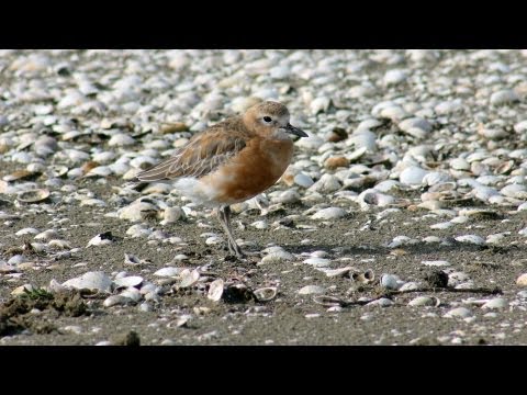 De bedreigde Nieuw-Zeelandse Dotterel