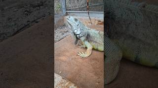Iguana Nungguin Makan #iguana #reptile #lizard