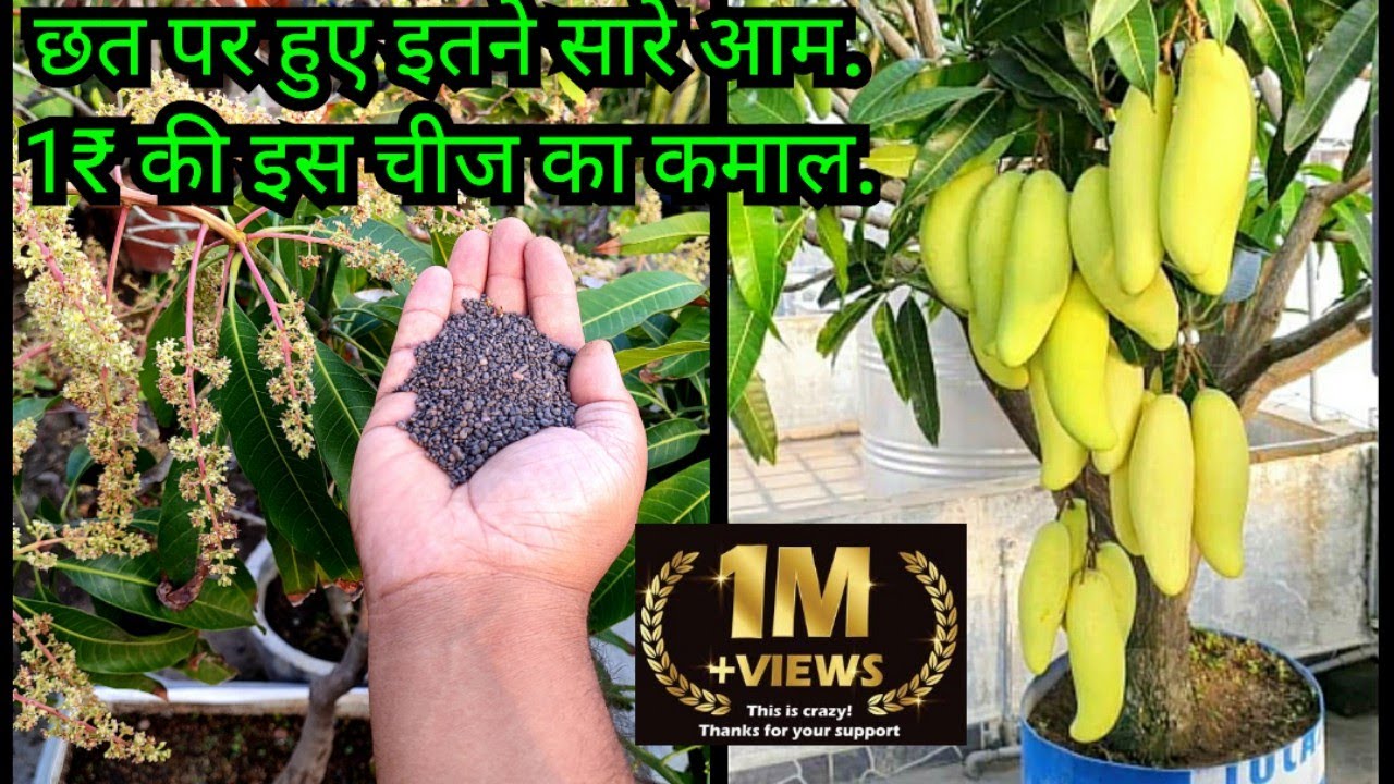 छत पर हुए इतने सारे आम. 1₹ की इस चीज का कमाल | फलों से भर जाएगा पेड़ How To Grow Mango Plant In Pot