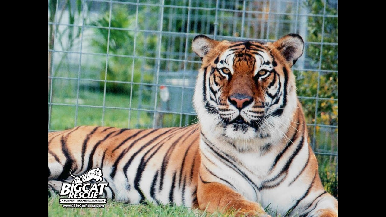 veterinary surgery Flavio the Tiger Goes to the Vet in Gainesville
