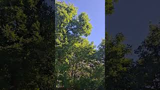 Pigeons fighting in Vienna!🐦 #shorts