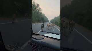 Cows Around... #moo #moo #nh565 #roadtrip