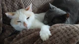 Cozy kitties purring