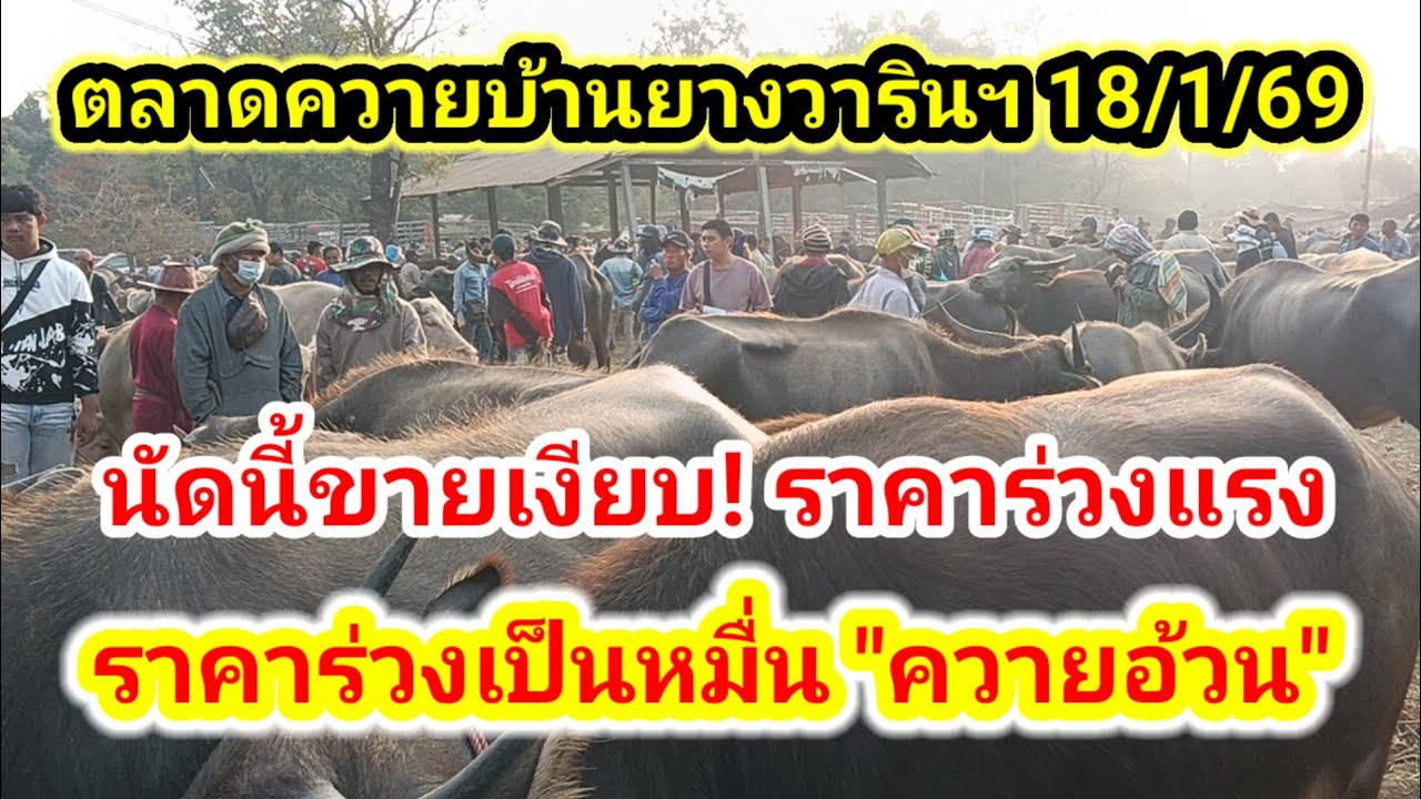 ด่วน!!! ตลาดควายบ้านยางวารินฯ นัดนี้ ขายเงียบ ราคาร่วง เป็นหมื่น ตัวใหญ่ๆ 