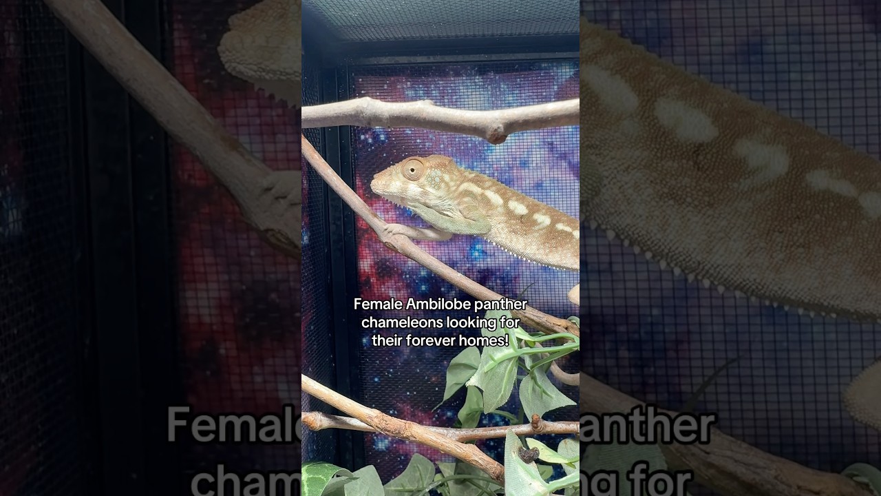 Chameleons looking for homes!