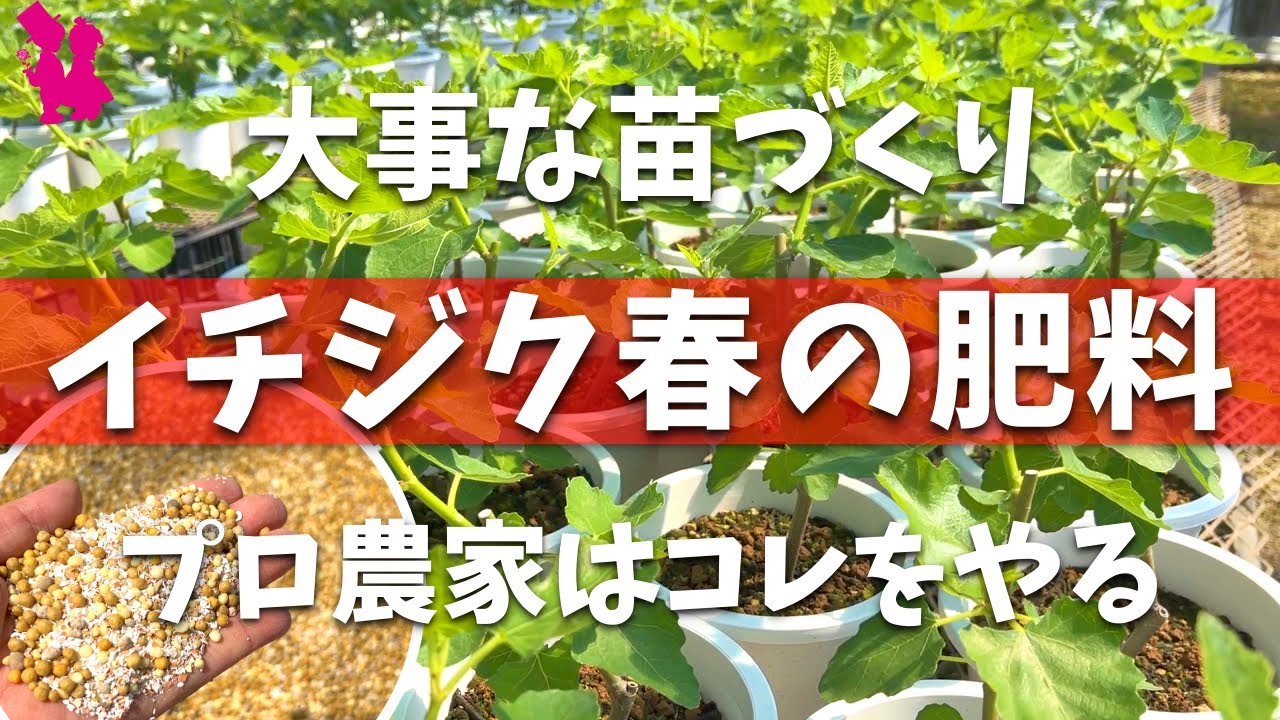 【必須】園芸農家が使うイチジクの肥料教えます！市販でオススメの肥料見つけました