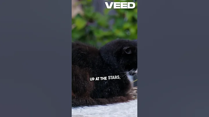 Video 11226231: maine coon cat grooming, maine coon cat kitten, maine coon cat adopted, maine coon cat toys, maine coon litter, stray