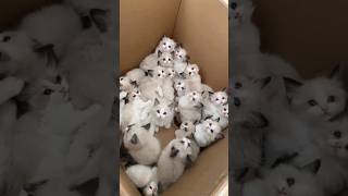 YOU ARE MY SUNSHINE MUSIC BOX Cats version 1 #funnypets