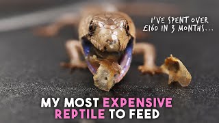 BIG Update On My Most Expensive Reptile | Pink Tongue Skink