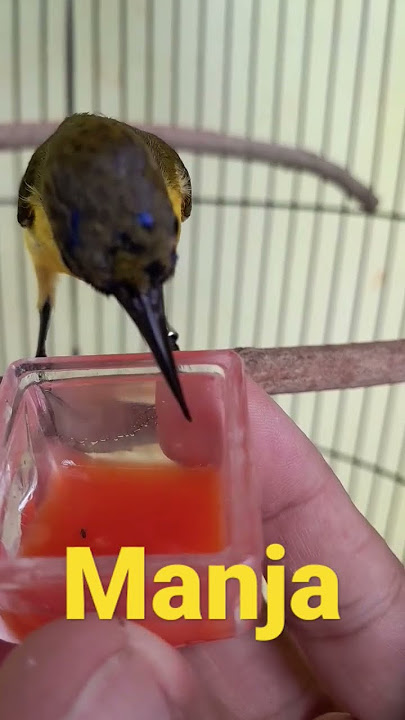 kasih makan burung sogon || sogok ontong || @sogokontongmania5700